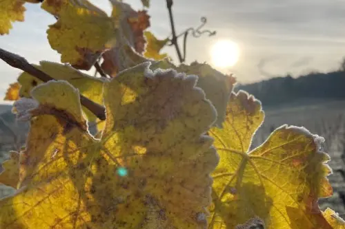 Weinblätter im Winter