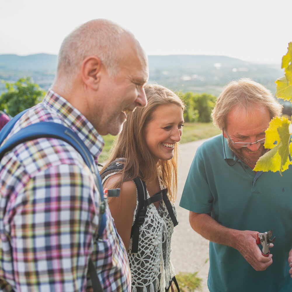 Führung im Weinberg